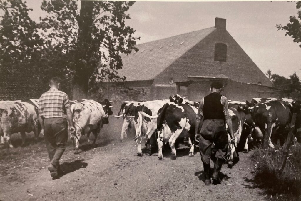 Historische zwart-witfoto: mannen drijven koeien naar het hoofdgebouw van de kloosterboerderij