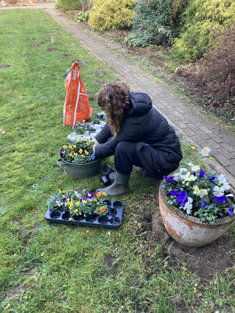 Iemand plant viooltjes buiten op het terrein
