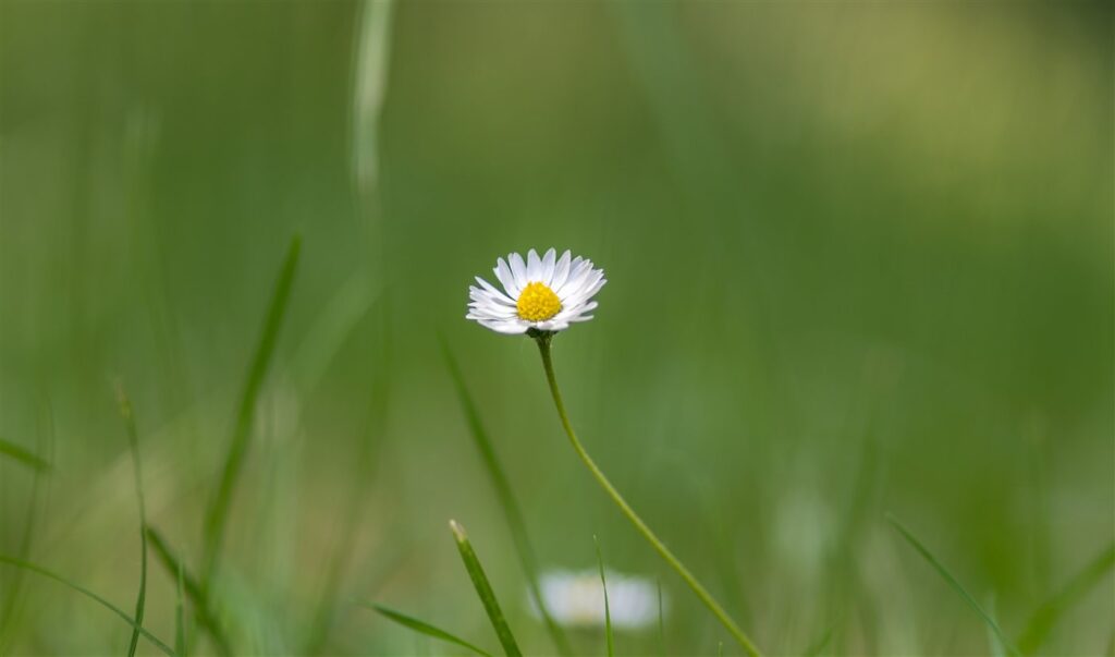 Margrietje op Landgoed de Leonardushoeve