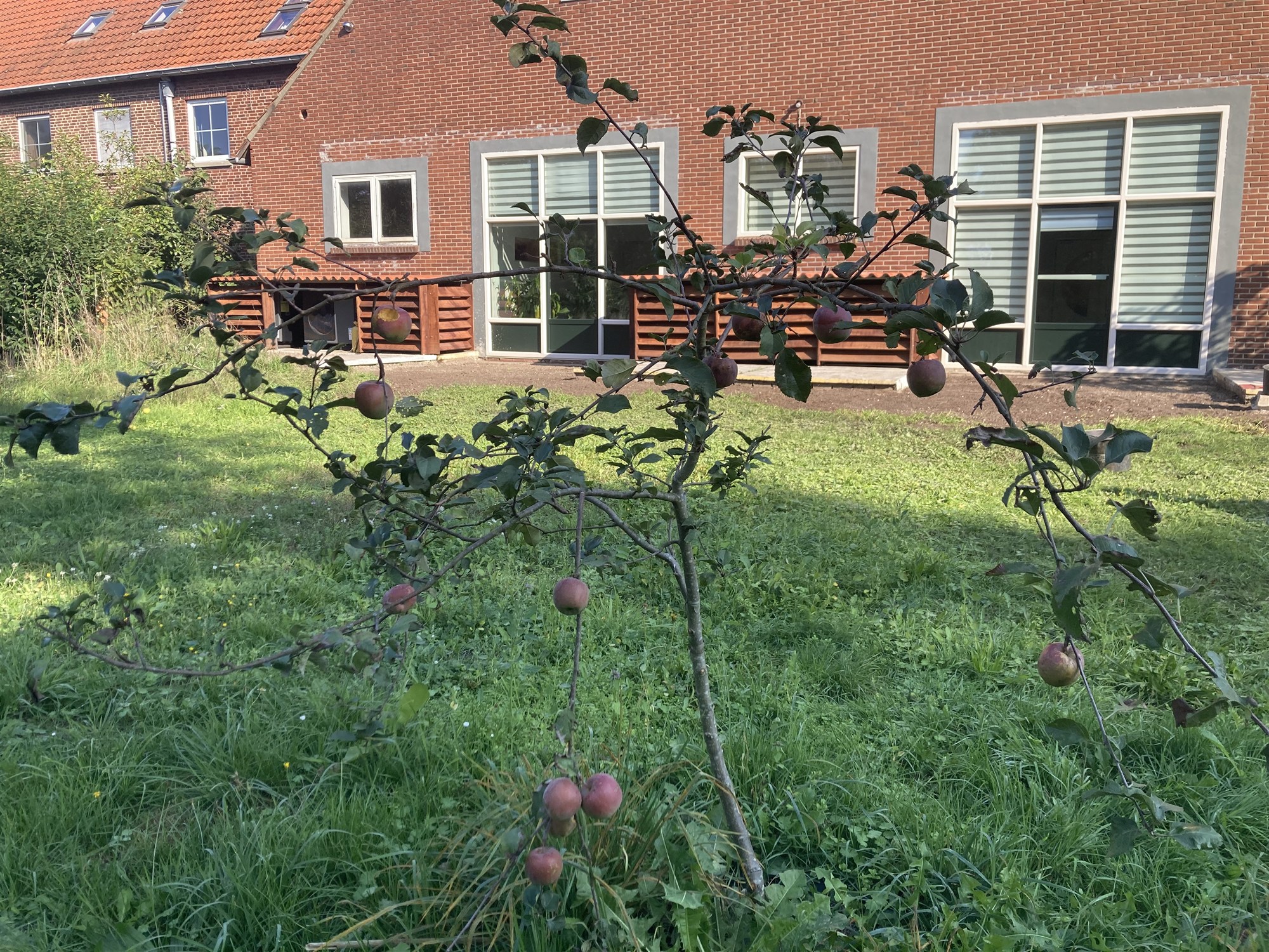 Een jong appelboompje vol rijpende appels op het grasveld voor de Leonardushoeve