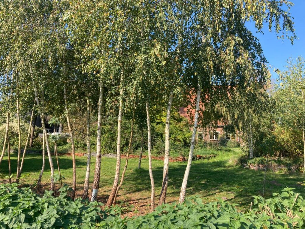 Berkenboompjes die weer ruimte hebben gekregen in de tuin van de Leonardushoeve, met het gras en de gebouwen erachter
