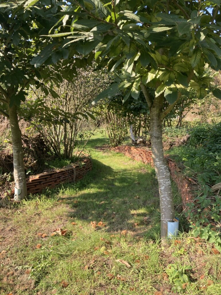 Een grasmaaipad tussen jonge kastanjebomen op het terrein van de Leonardushoeve